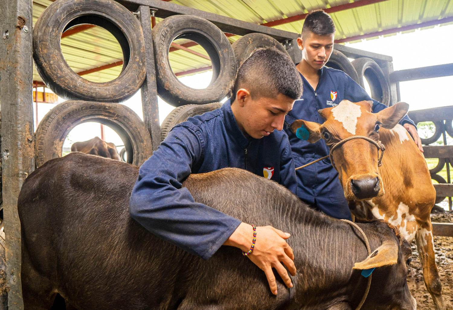Técnico Laboral en Asistente de Veterinaria - Corporación Unisystem de Colombia