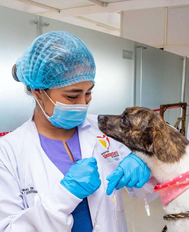 Técnico Laboral en Asistente de Veterinaria - Corporación Unisystem de Colombia