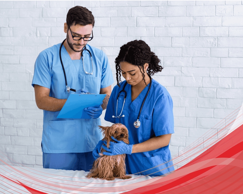 Técnico Laboral en Enfermero Veterinario - Corporación Unisystem de Colombia