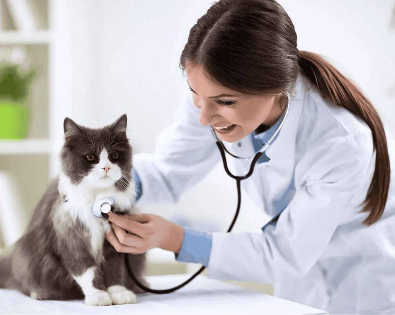 Técnico Laboral en Enfermero Veterinario - Corporación Unisystem de Colombia