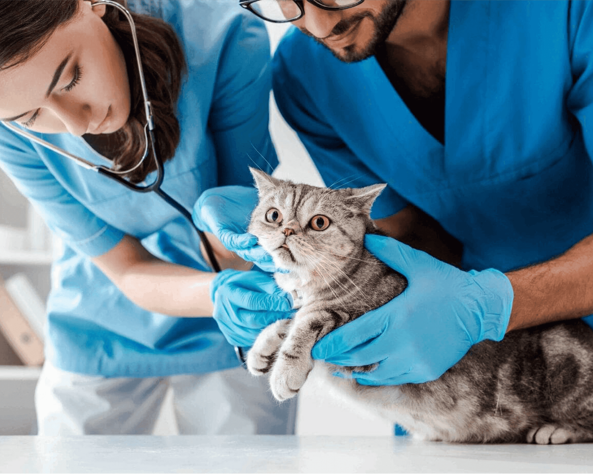 Técnico Laboral en Enfermero Veterinario - Corporación Unisystem de Colombia