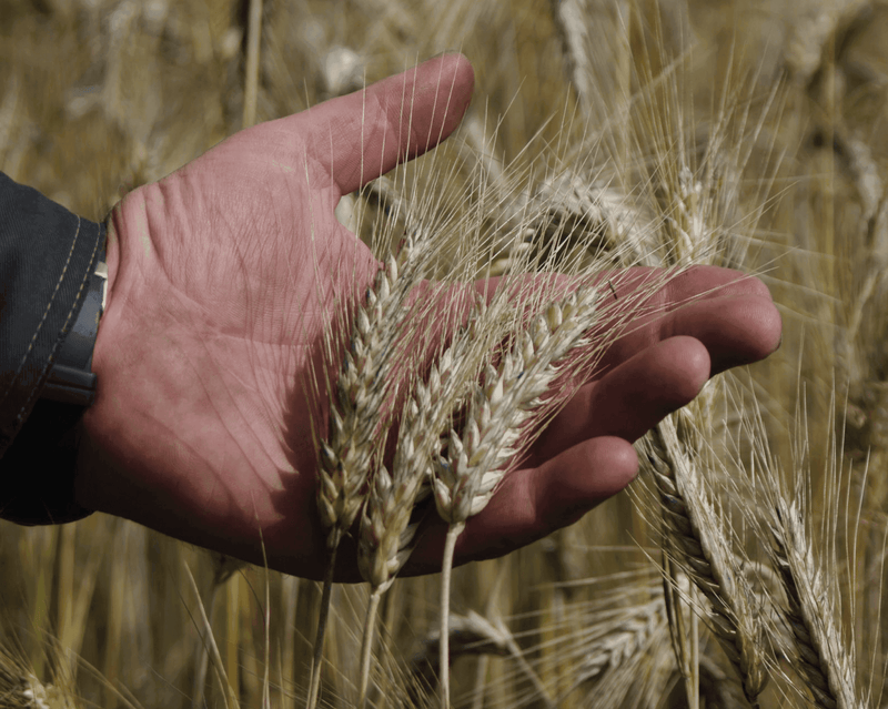 Técnico Laboral en Producción Agrícola (énf Agricultura Organica) - Corporación Unisystem de Colombia